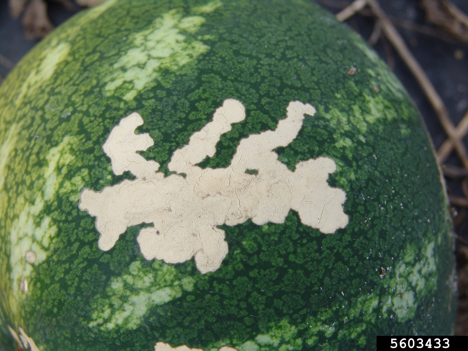 Watermelon Gangle watermelon (Citrullus lanatus)