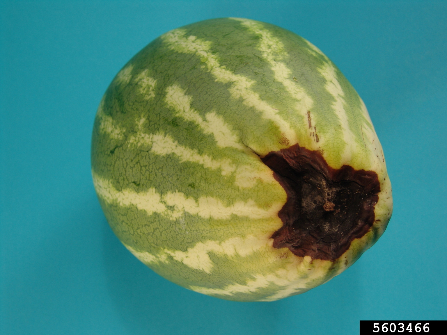 blossom end rot on watermelon (Citrullus lanatus ) 5603466