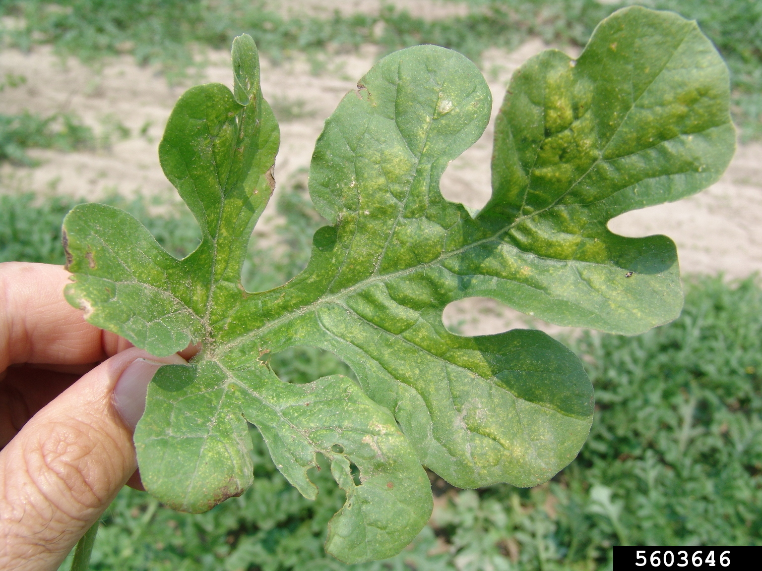 melon thrips (Thrips palmi ) on watermelon (Citrullus lanatus ) 5603646