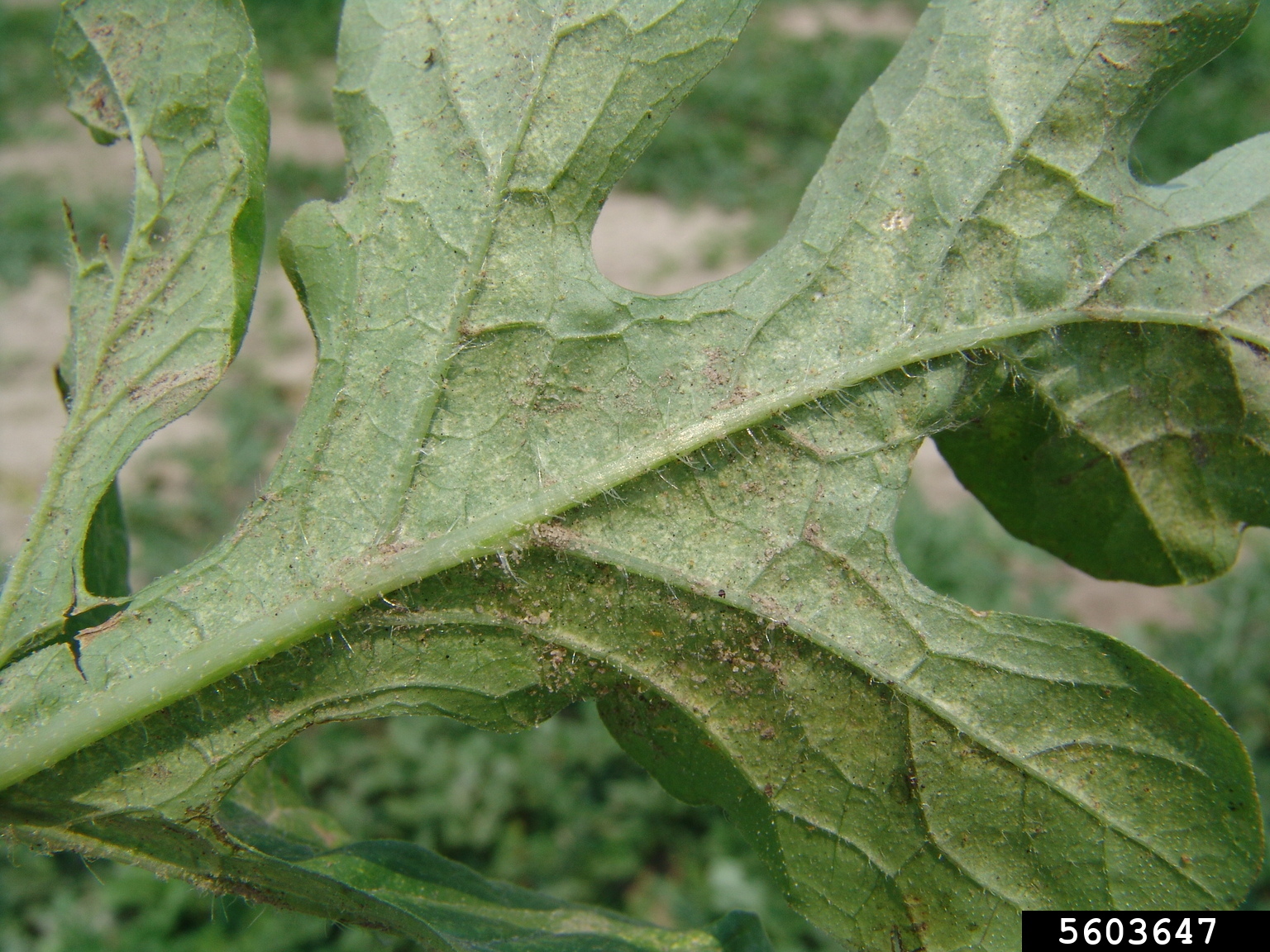 melon thrips (Thrips palmi ) on watermelon (Citrullus lanatus ) 5603647