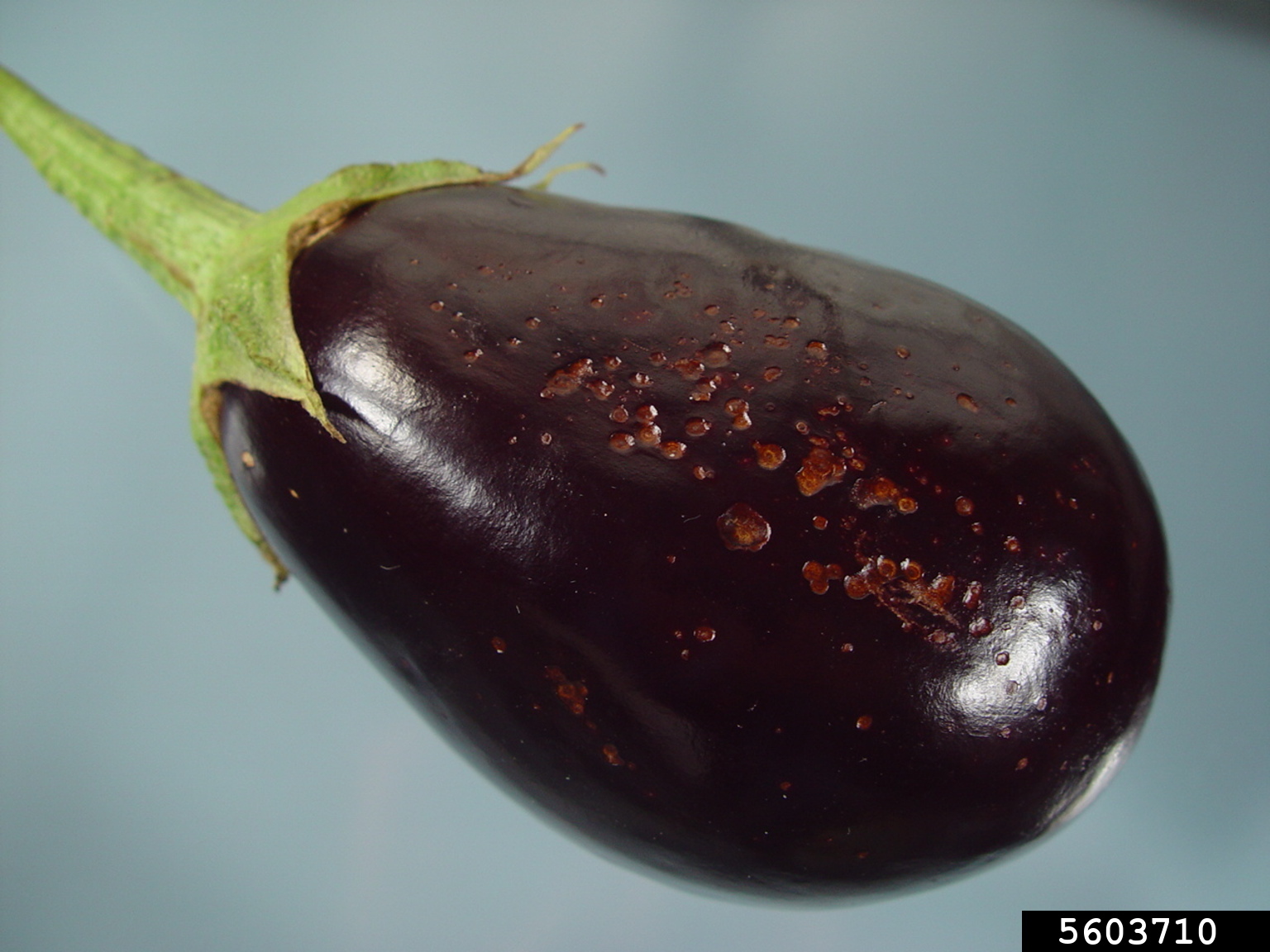 fruit rot (Phomopsis vexans)