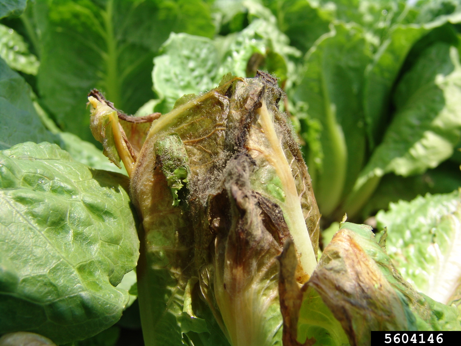 gray mold (Botrytis cinerea Pers.:Fr)