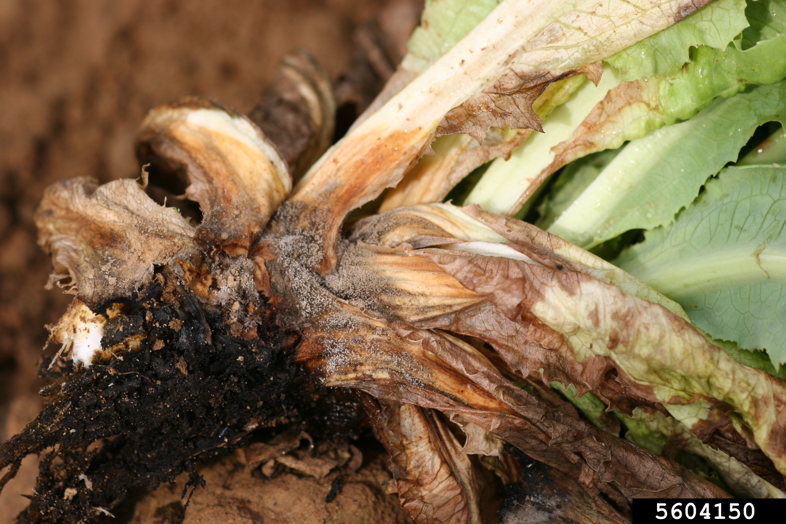 gray mold (Botrytis cinerea)