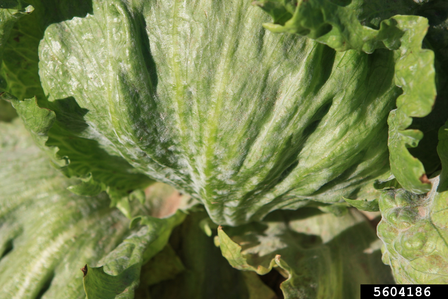 powdery mildew (Golovinomyces cichoracearum)