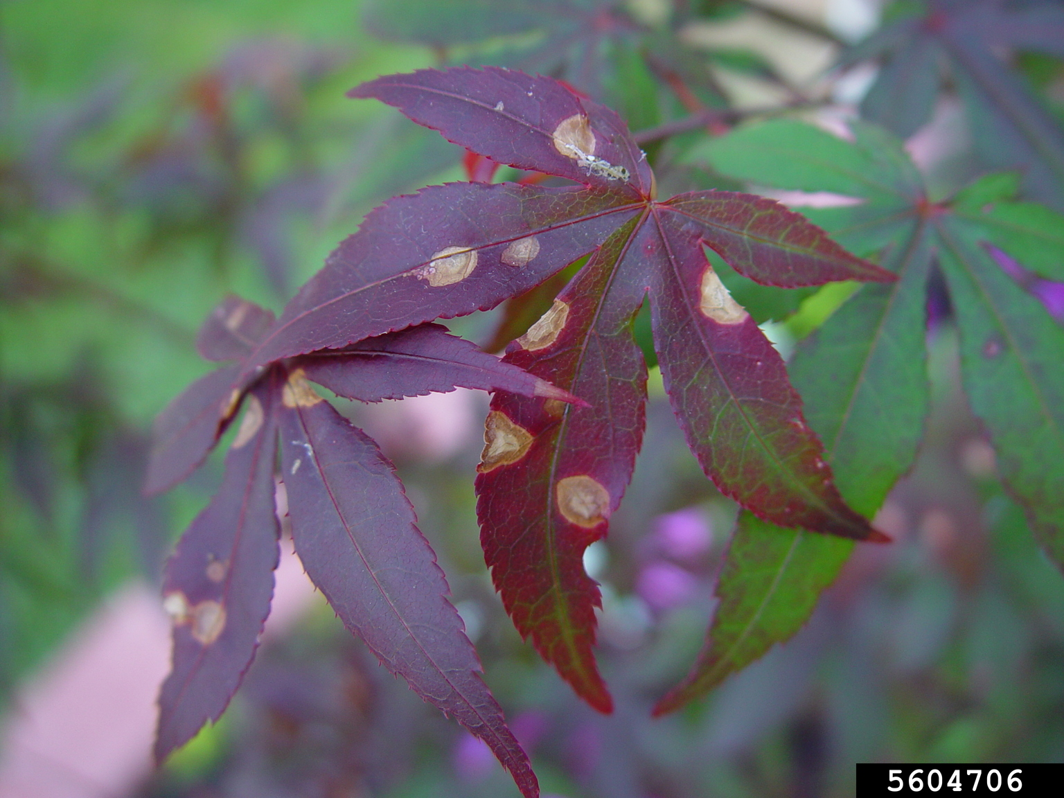 Phyllosticta leaf spots (Genus Phyllosticta)