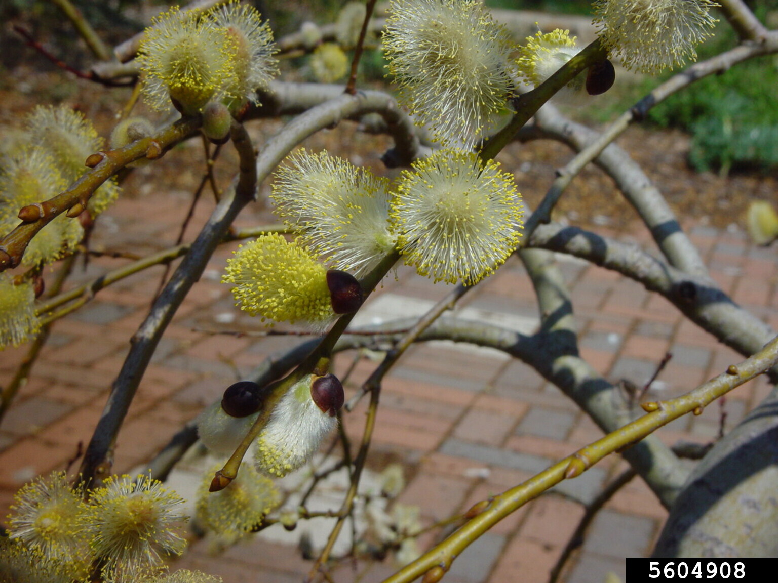 willow (Genus Salix)