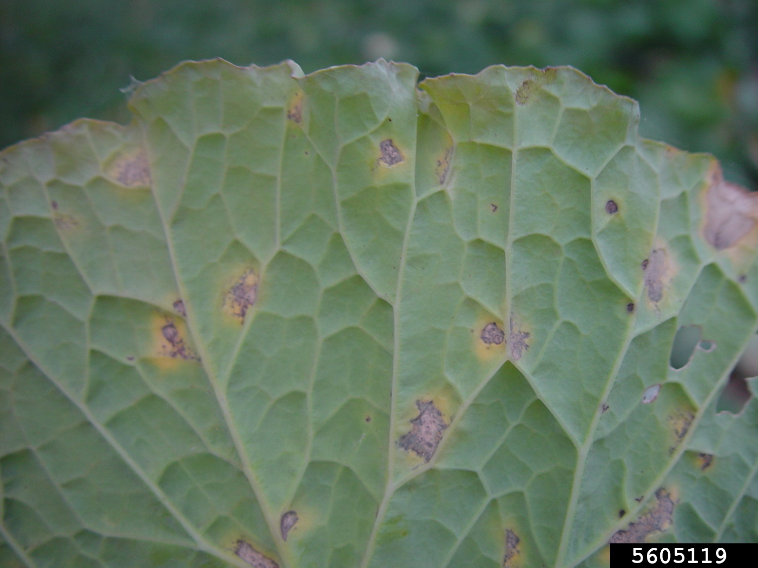 downy mildew (Hyaloperonospora brassicae)