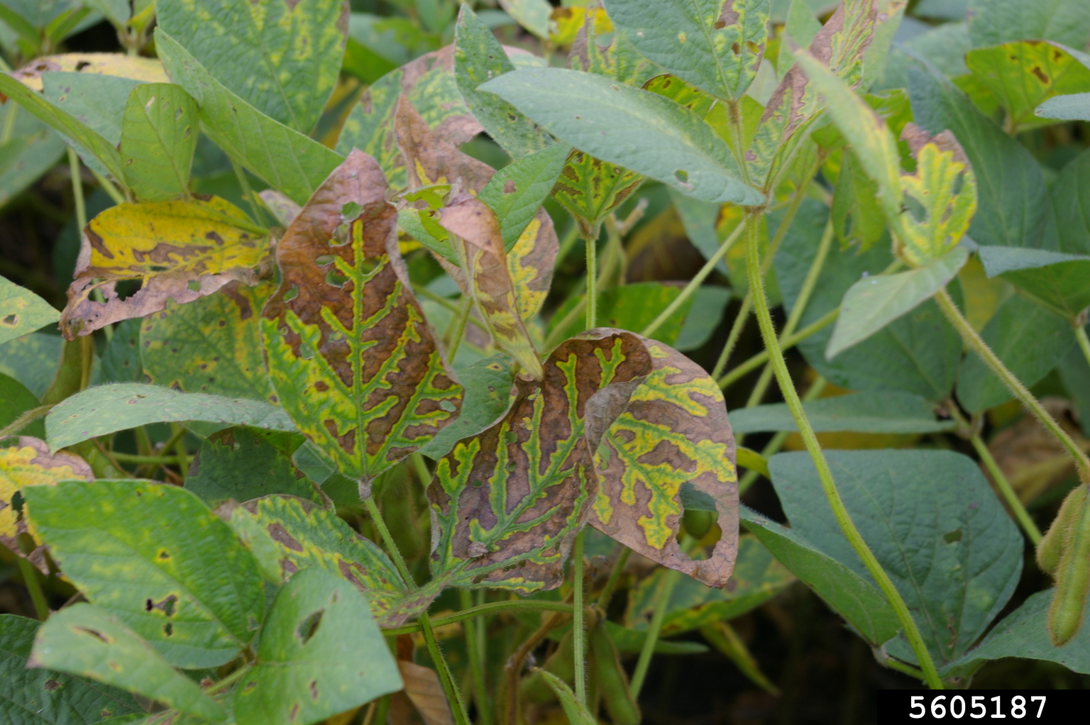 brown-stem-rot-phialophora-gregata