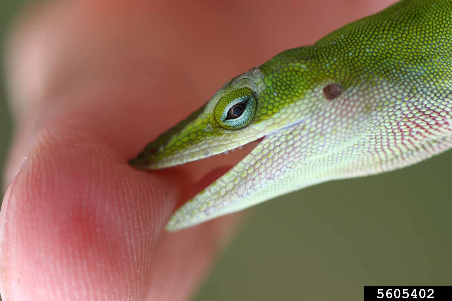 green anole (Anolis carolinensis)