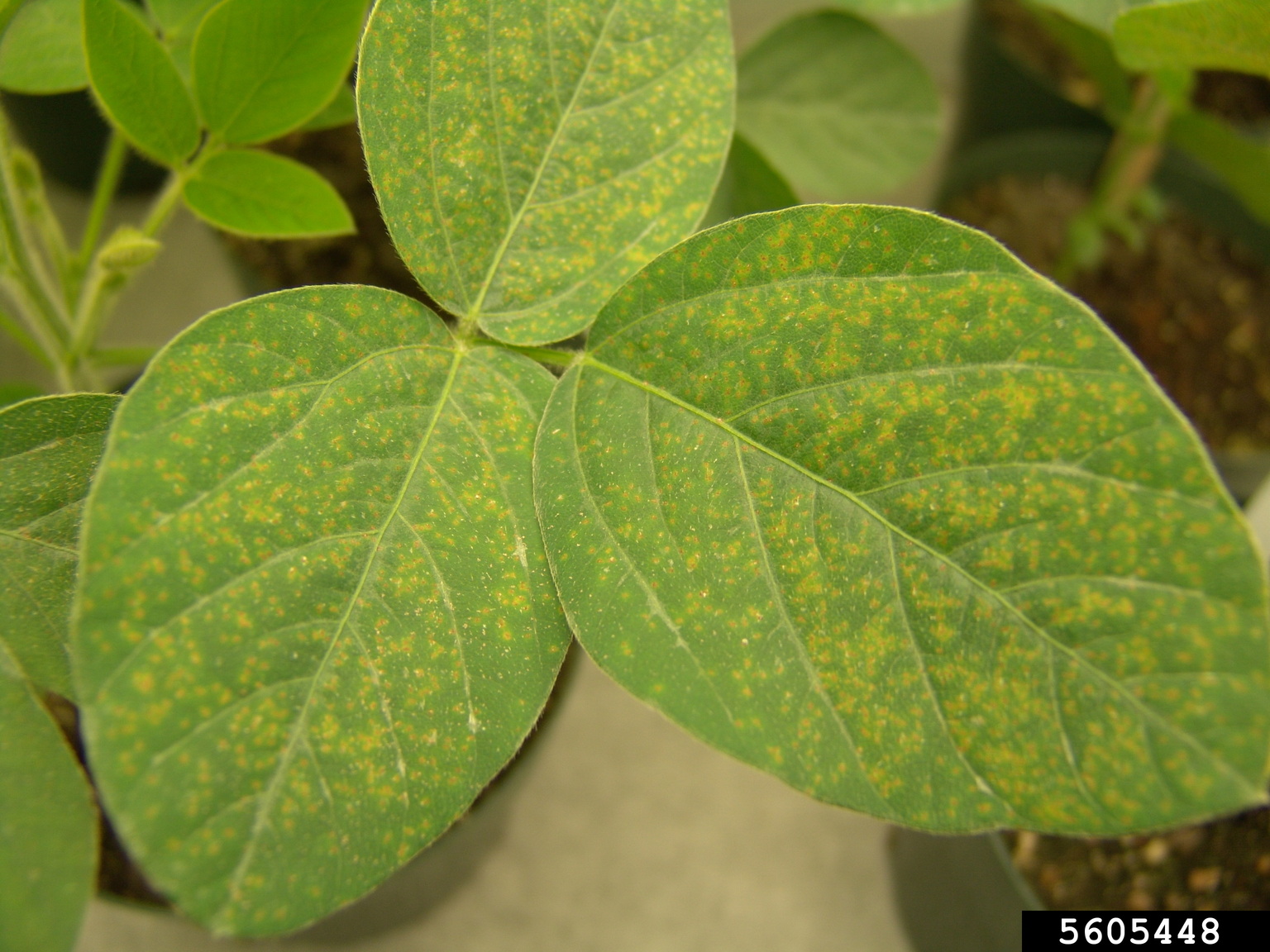 soybean rust (Phakopsora pachyrhizi)