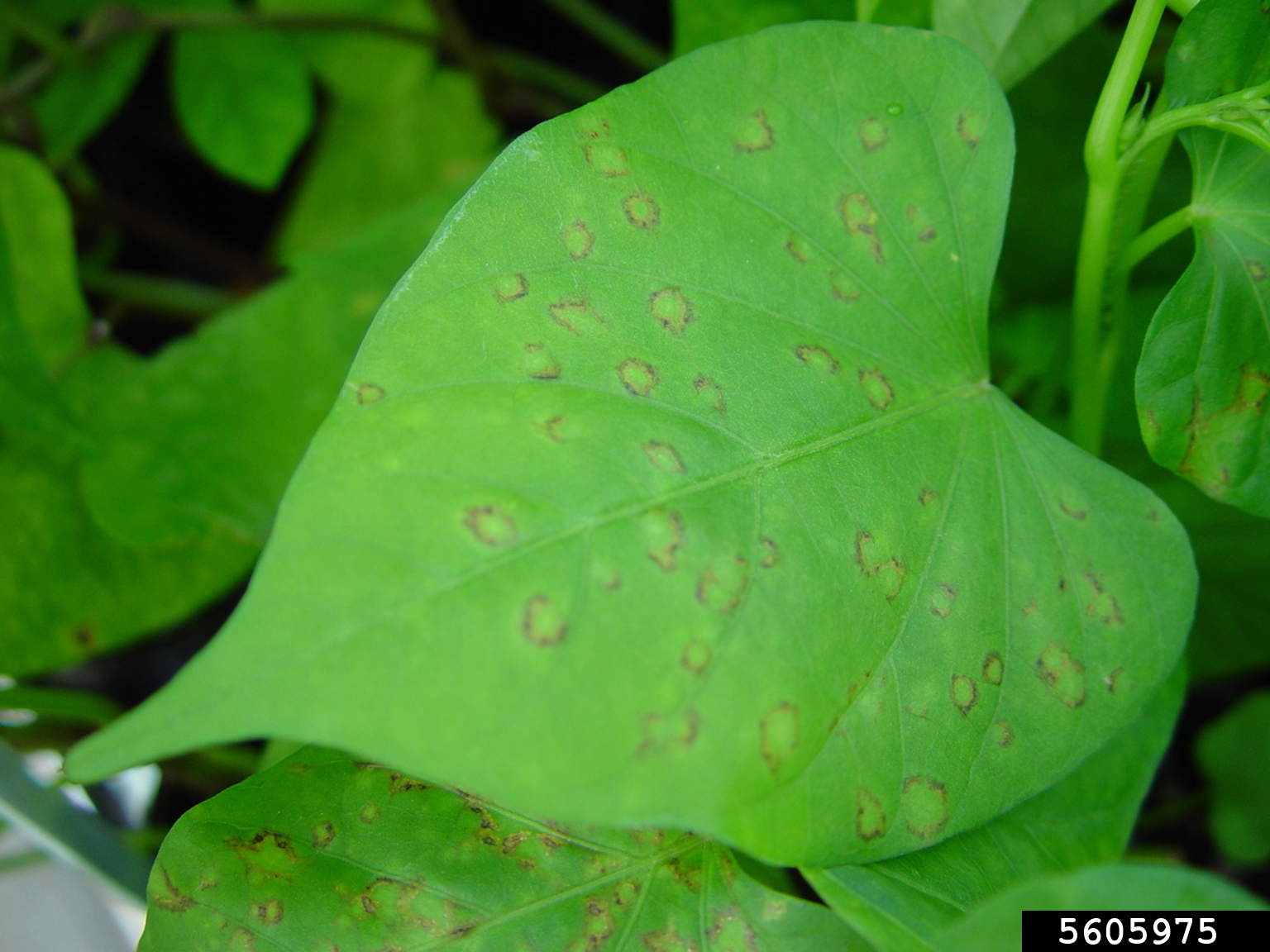 Sweet Potato Feathery Mottle Virus (SPFMV) (Potyvirus Sweet Potato