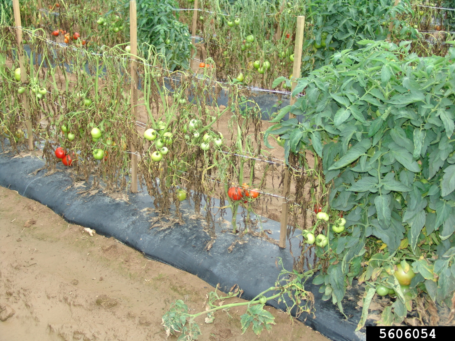 bacterial wilt (Ralstonia solanacearum (Smith, 1896) Yabuuchi et al., 1996)