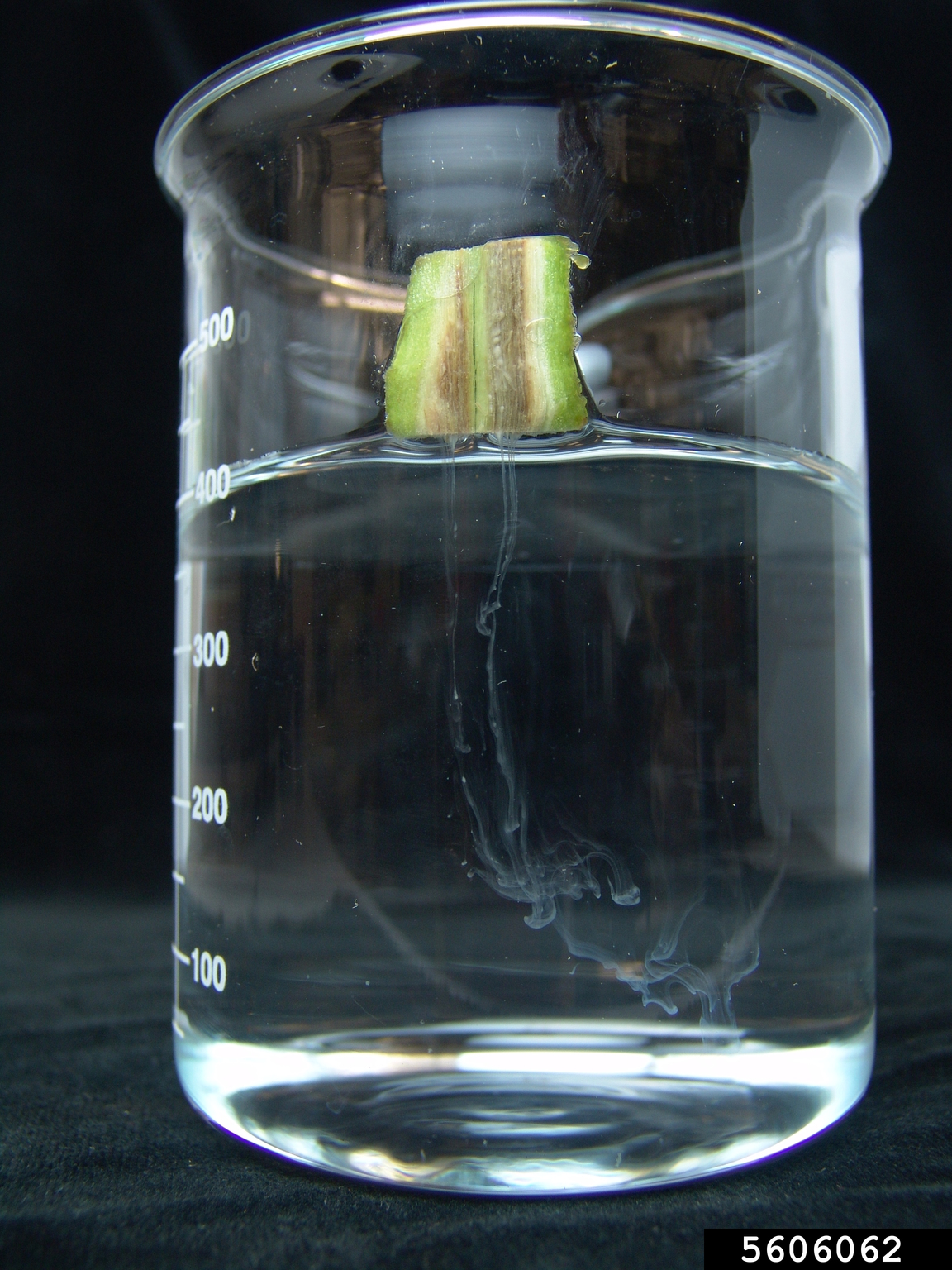 bacterial wilt (Ralstonia solanacearum)