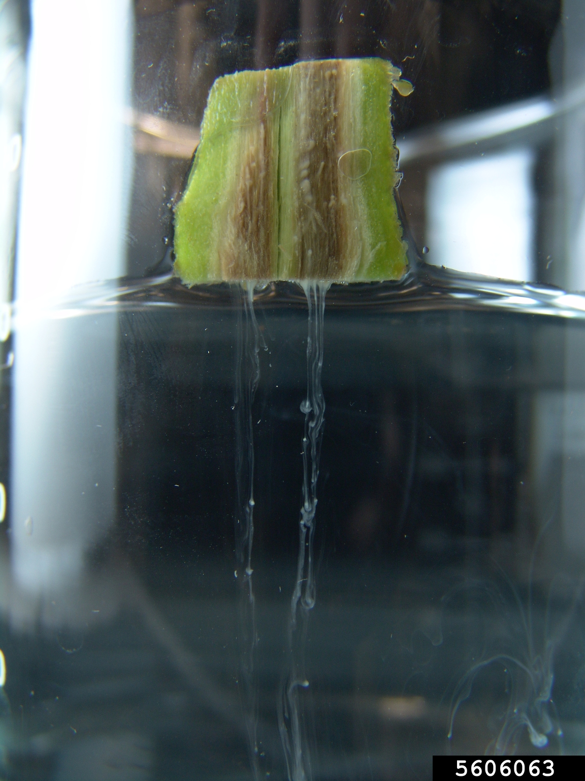 bacterial wilt (Ralstonia solanacearum)