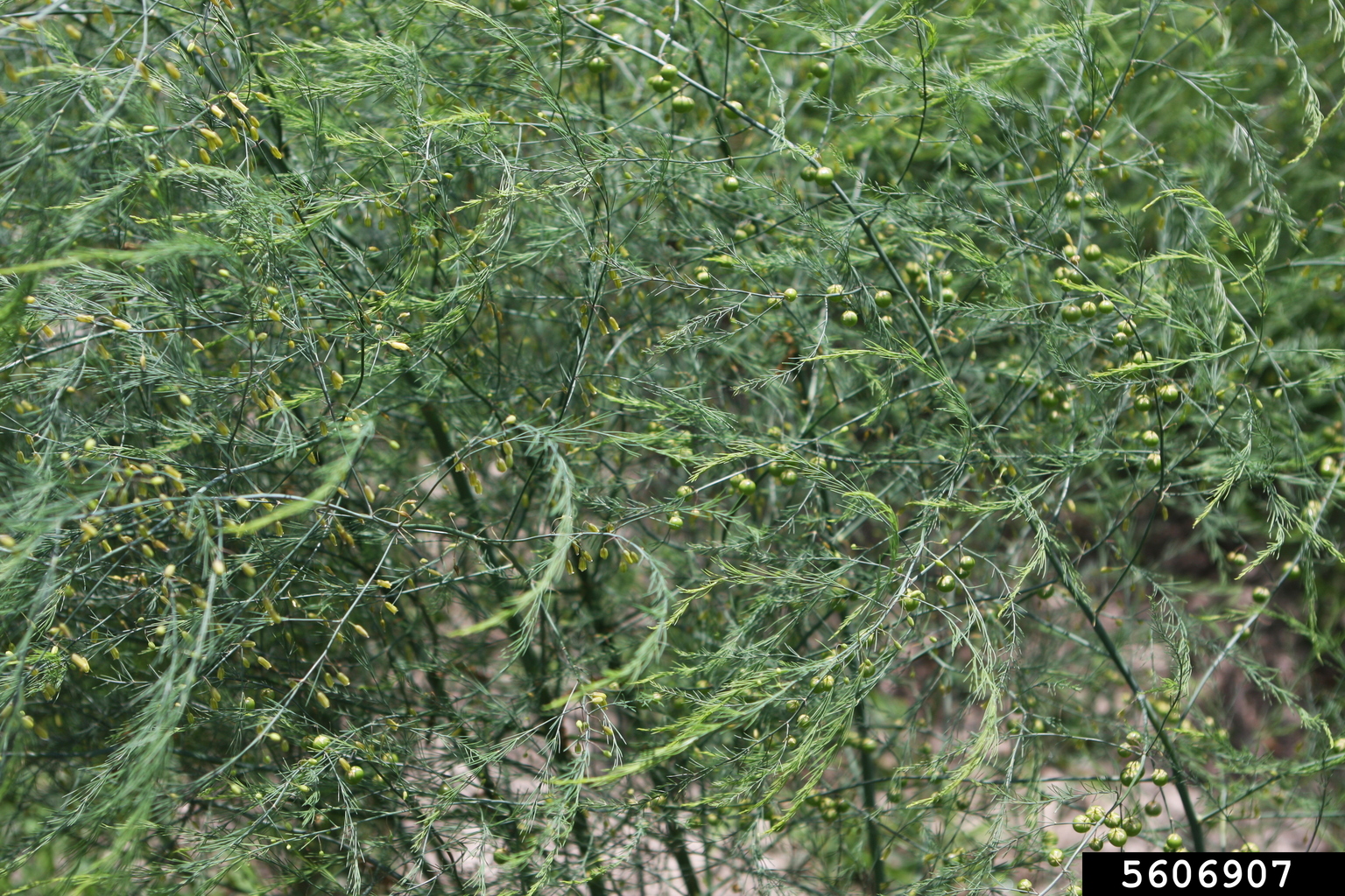 asparagus (Asparagus officinalis)