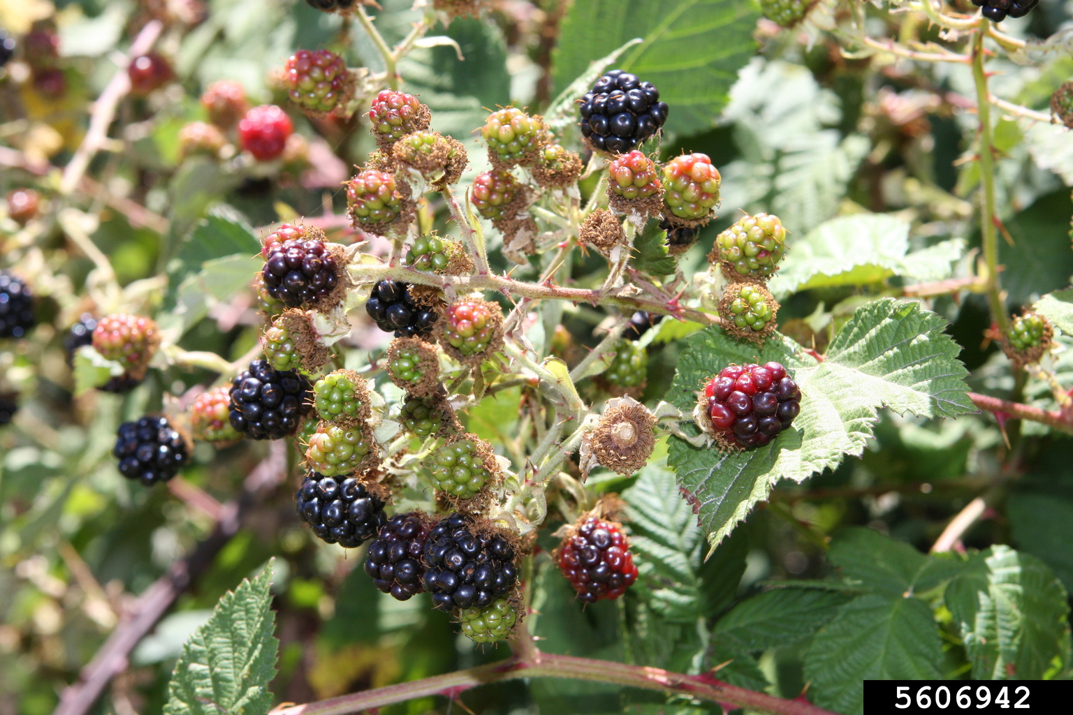 cane fruit (blackberry, raspberry) (Genus Rubus)