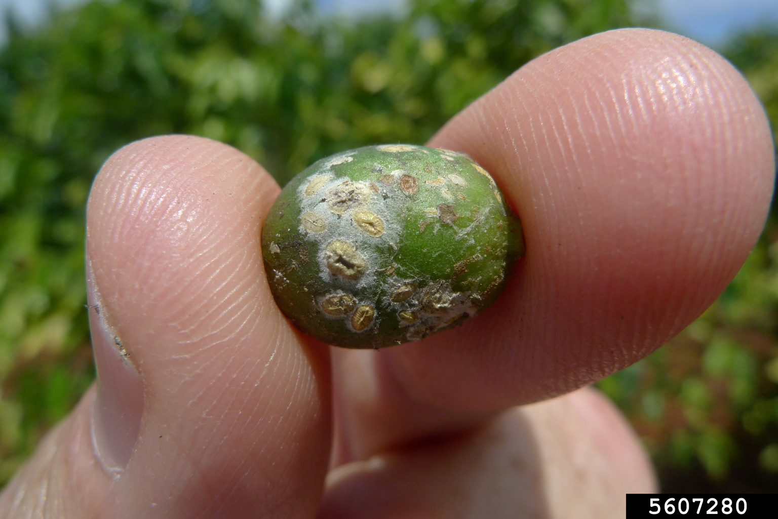 green scale (Coccus viridis)