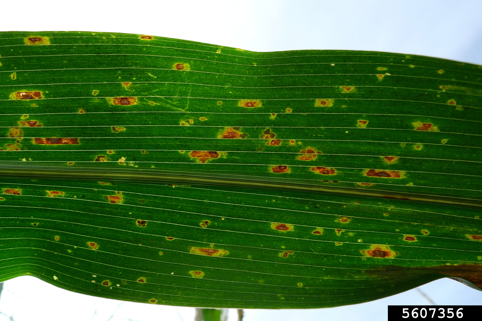 Gray leaf spot (Cercospora zeaemaydis)