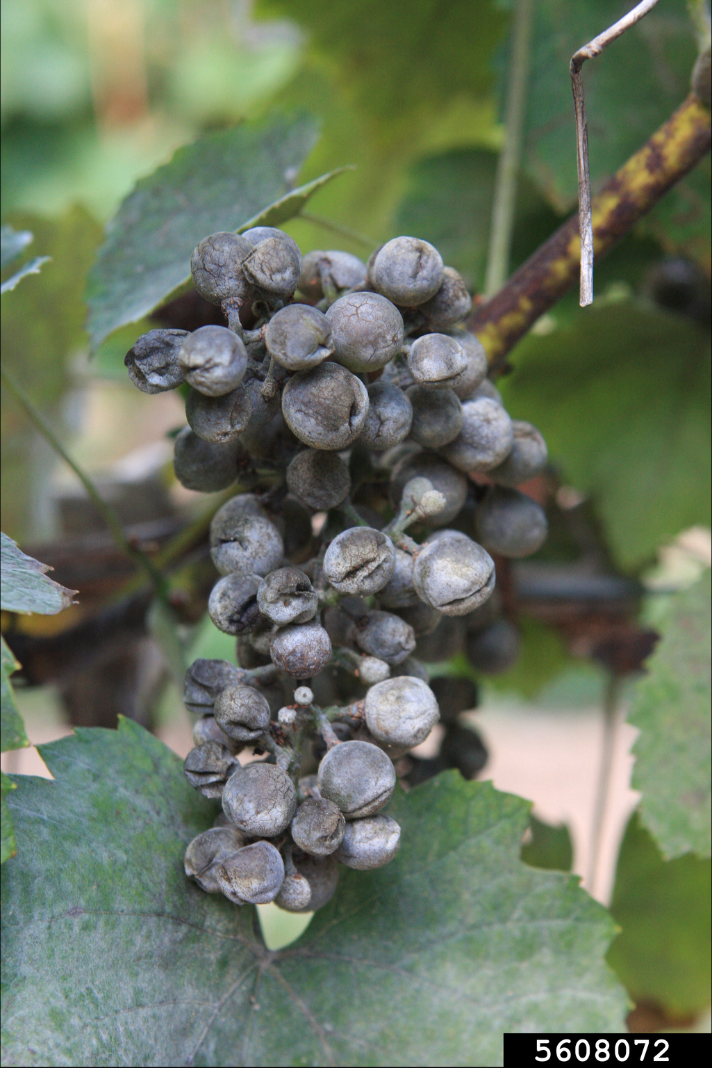 powdery mildew (Erysiphe necator)