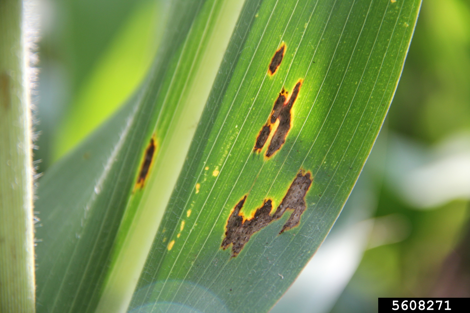 common corn rust (Puccinia