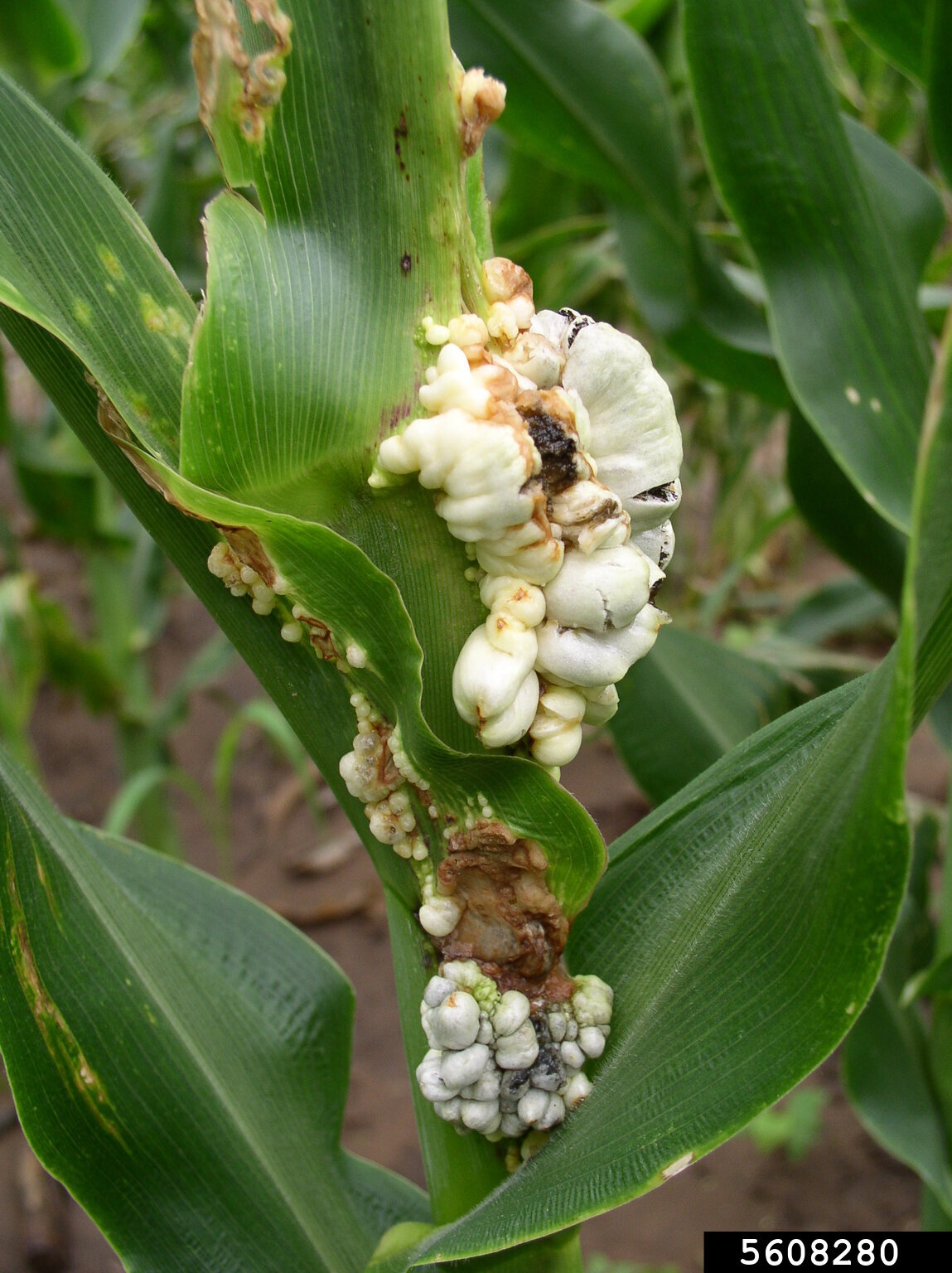 corn smut (Ustilago maydis)