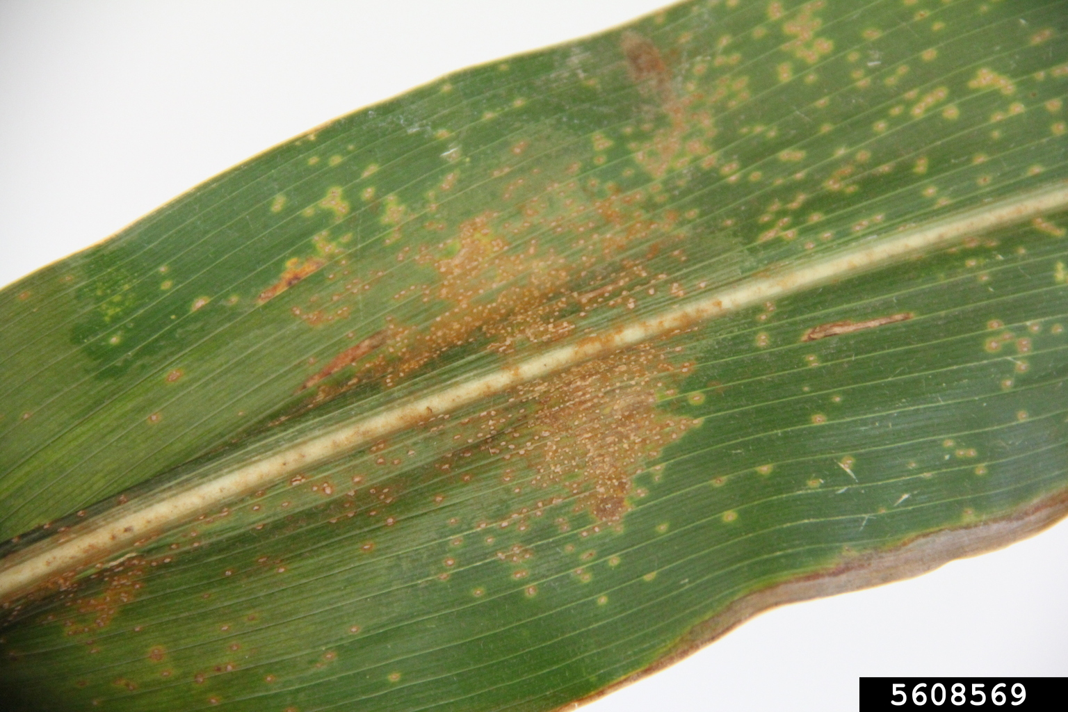 Southern corn rust (Puccinia polysora)
