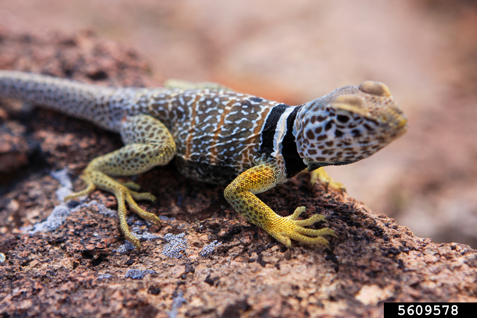 Great Basin Collared Lizard