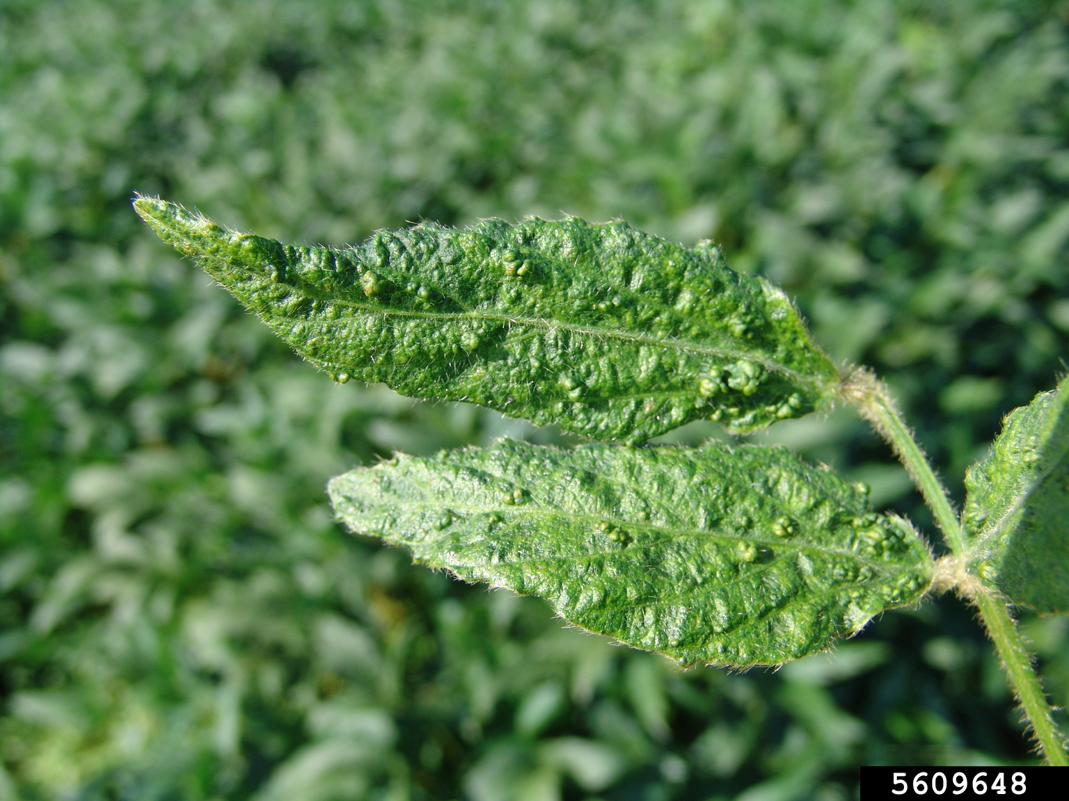 Bean Pod Mottle Virus (BPMV) (Comovirus Bean Pod Mottle Virus)