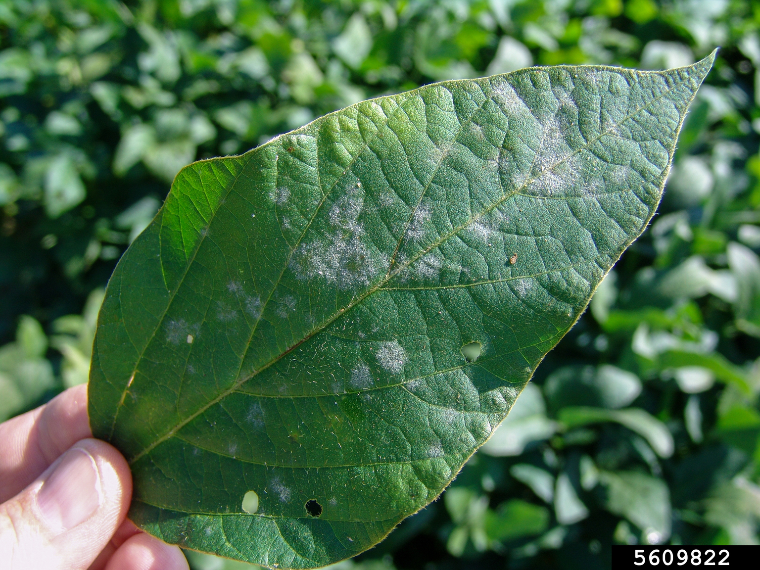 powdery mildew (Erysiphe diffusa ) on soybean (Glycine max ) 5609822