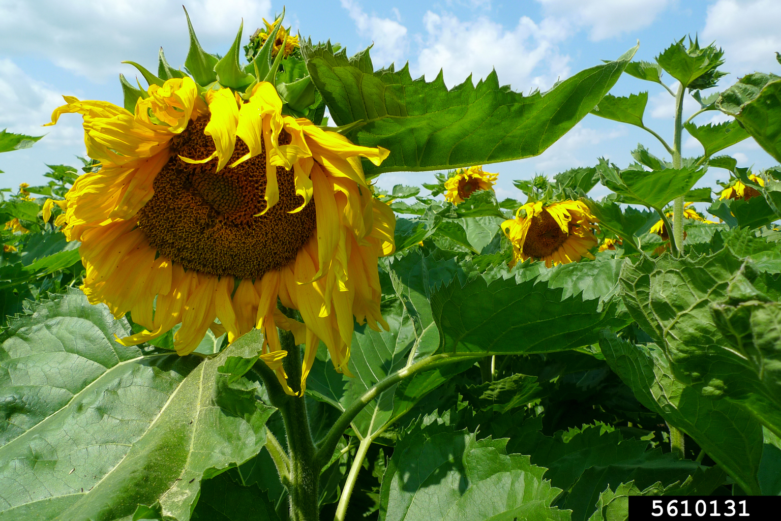 common sunflower (Helianthus annuus)