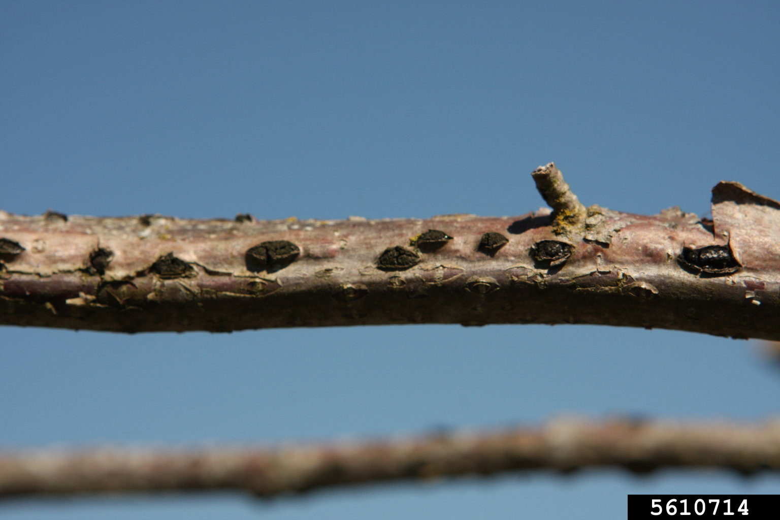 Eastern filbert blight (Anisogramma anomala)