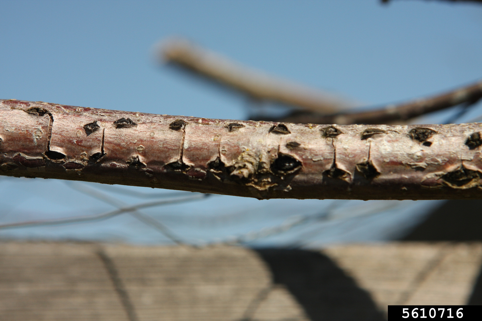 Eastern filbert blight (Anisogramma anomala)