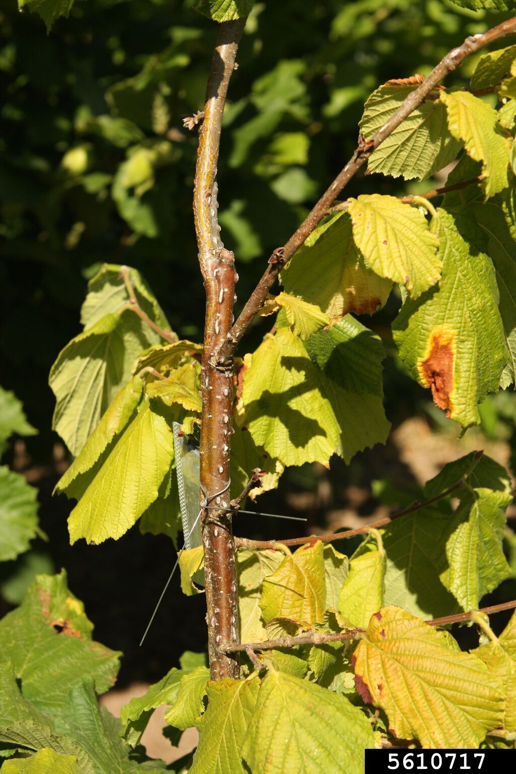 Eastern filbert blight (Anisogramma anomala)