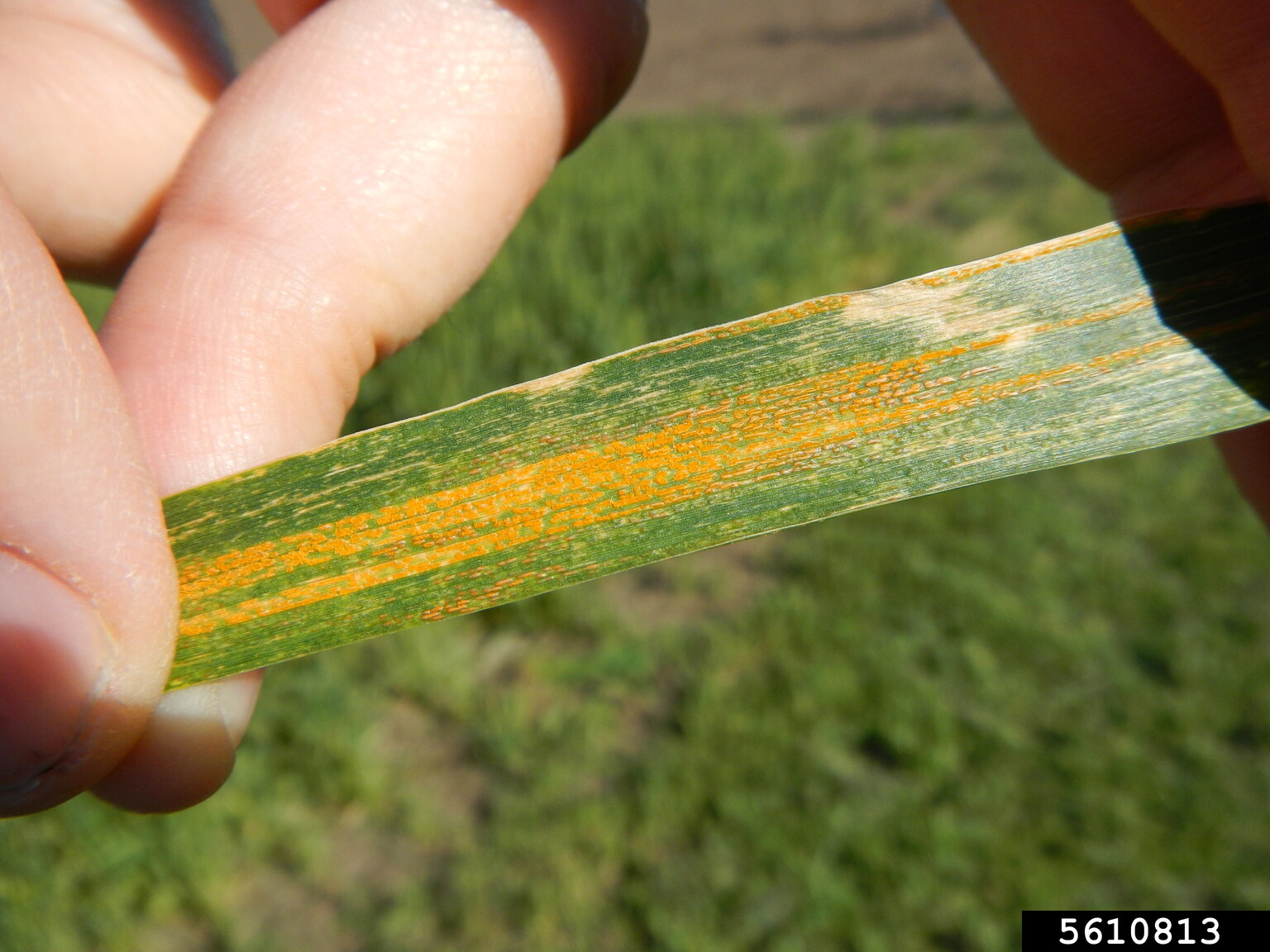 Stripe rust puccinia striiformis 