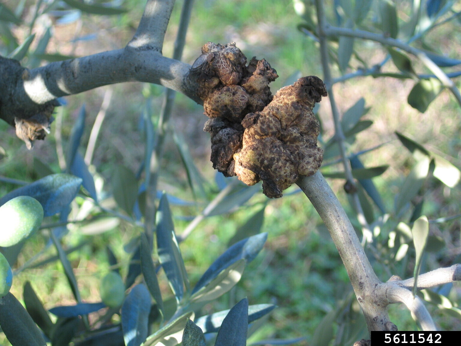 olive knot (Pseudomonas savastanoi pv. savastanoi)