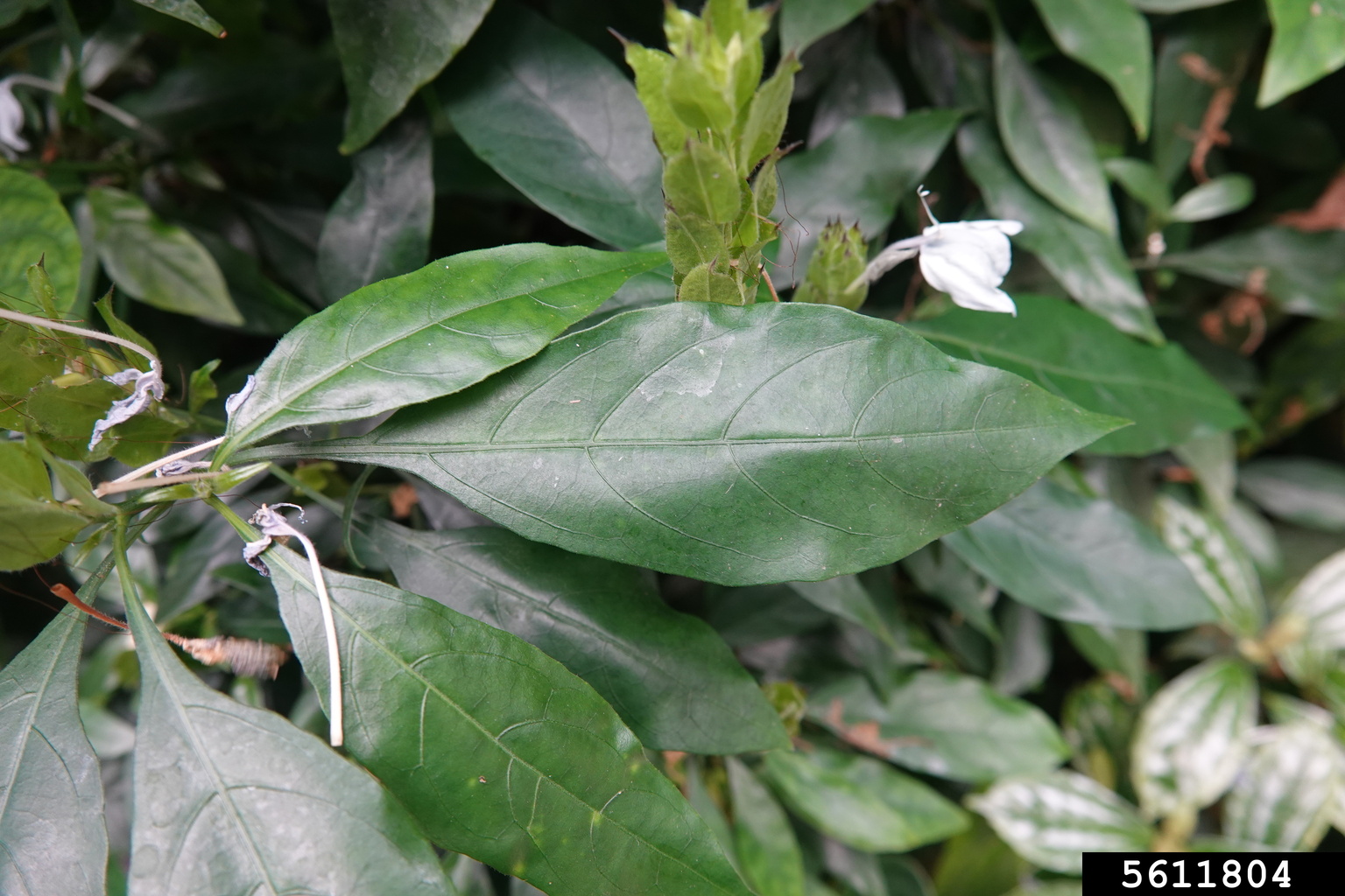 blue fox tail (Ecbolium viride)