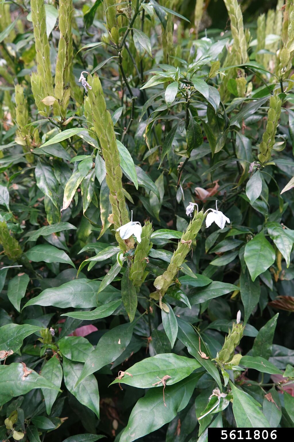 blue fox tail (Ecbolium viride)