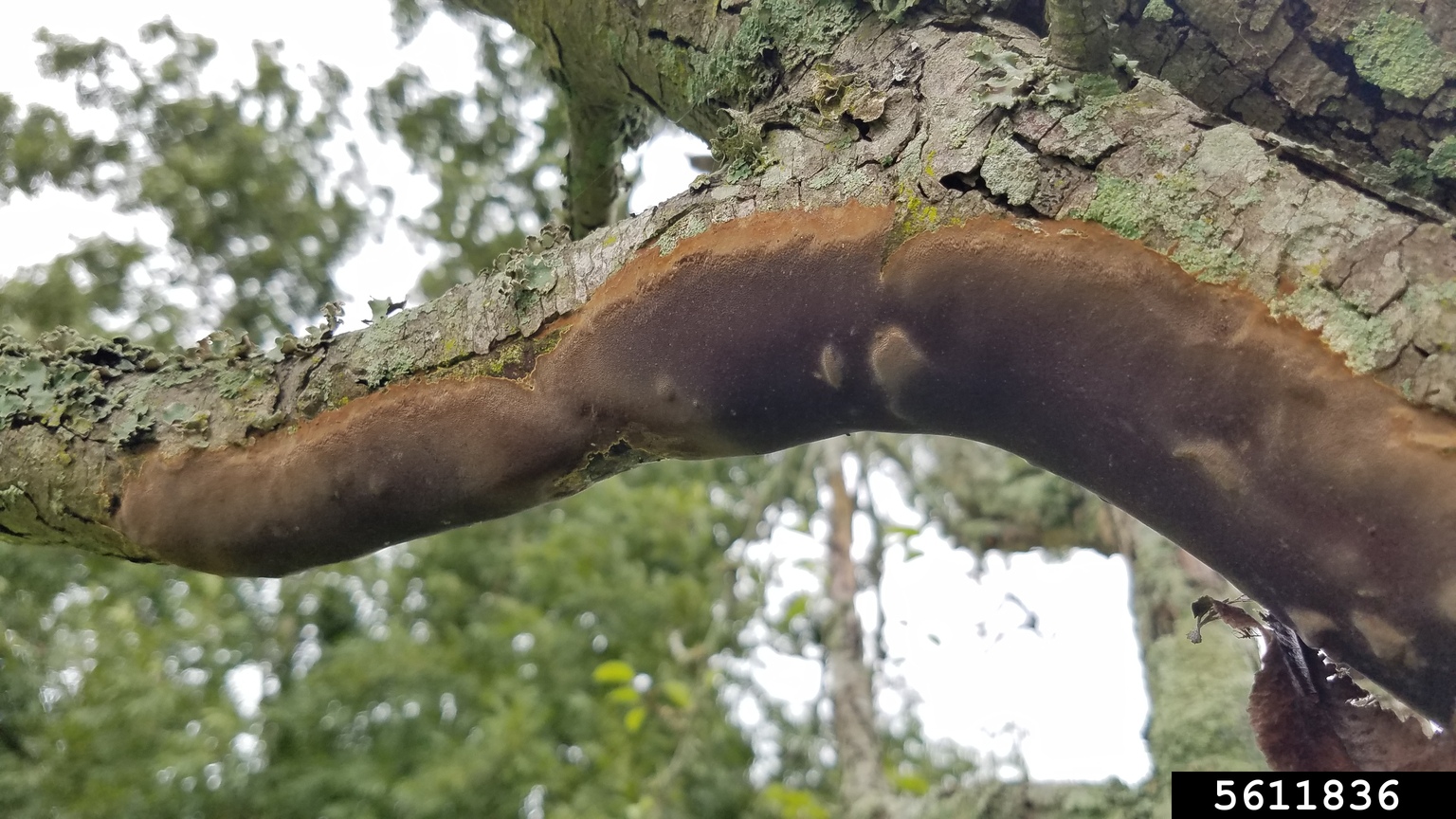 elbowpatch crust (Fomitiporia punctata)