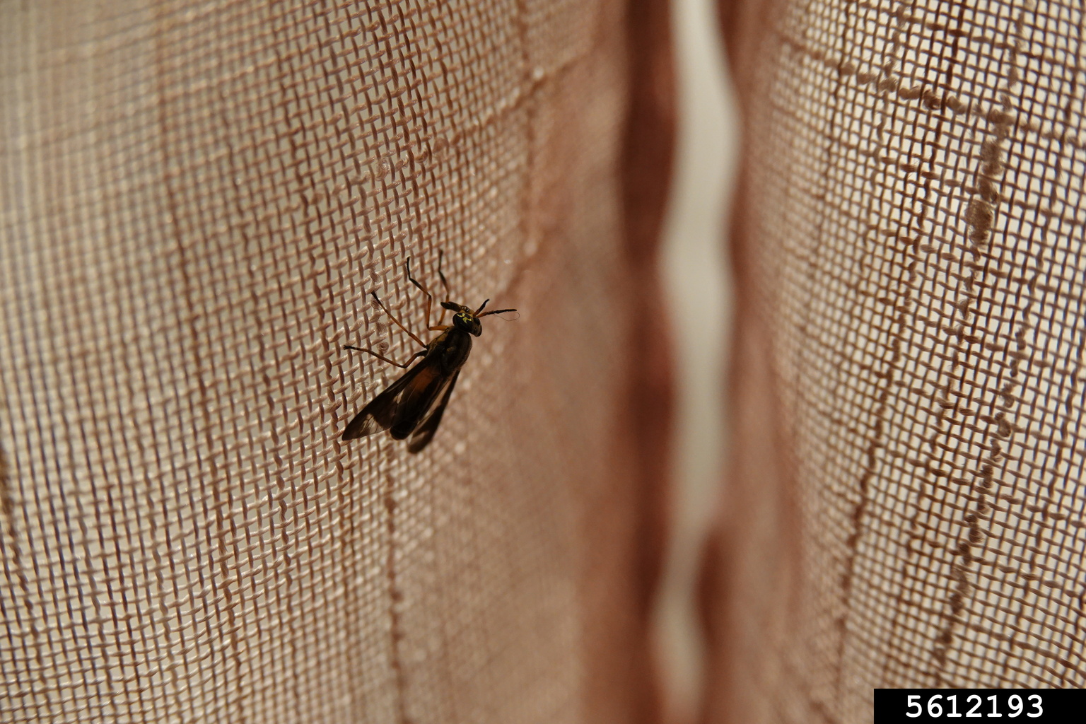 deer flies (Genus Chrysops)