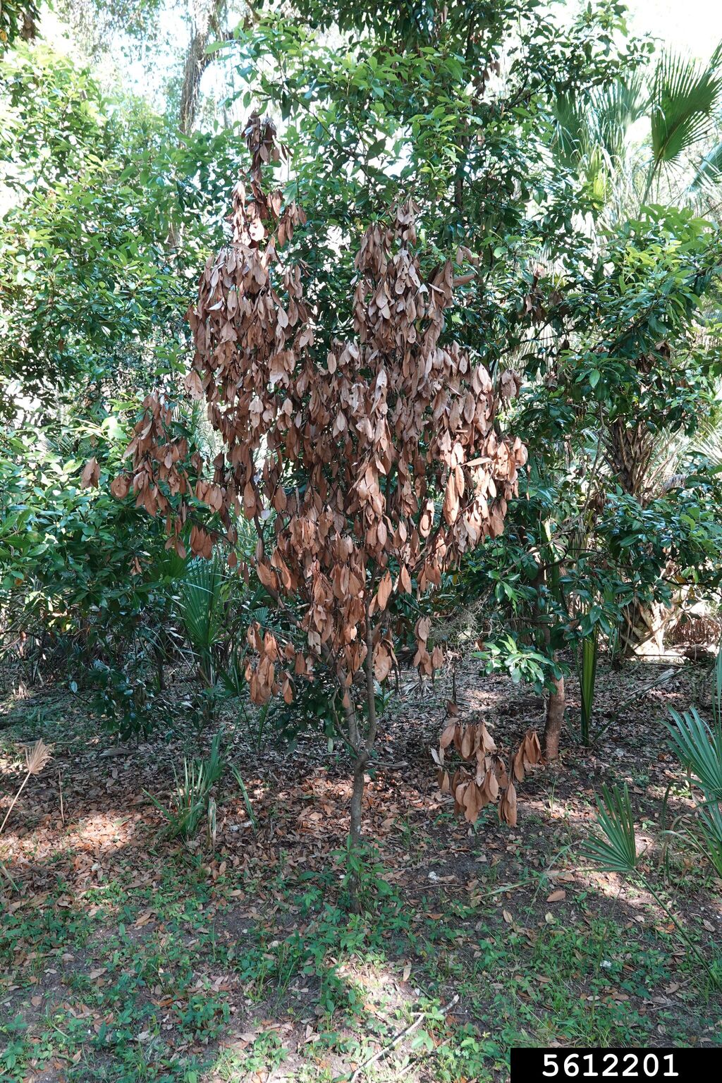 laurel wilt, Raffaelea lauricola (Ophiostomatales Ophiostomataceae