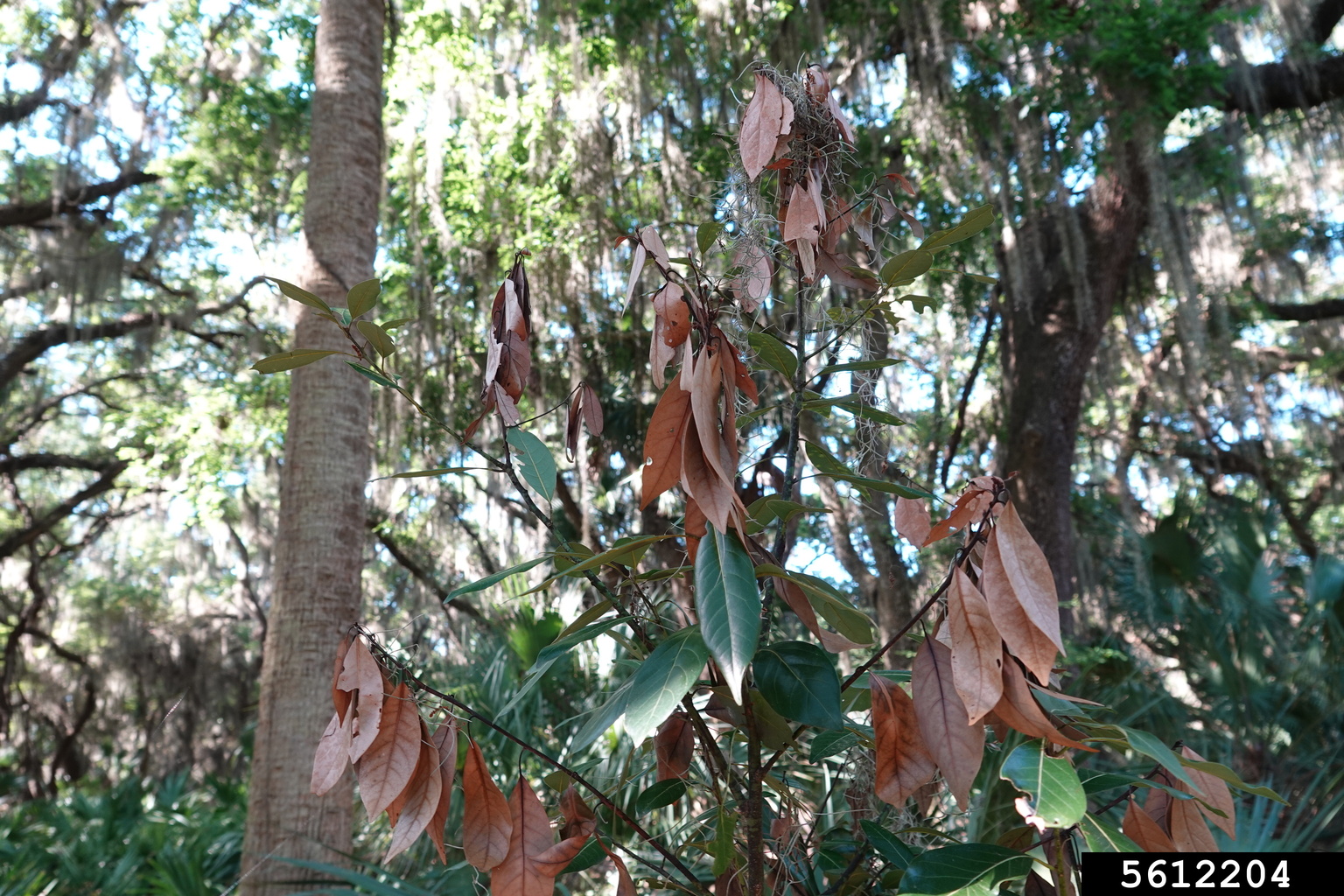laurel wilt (Raffaelea lauricola)