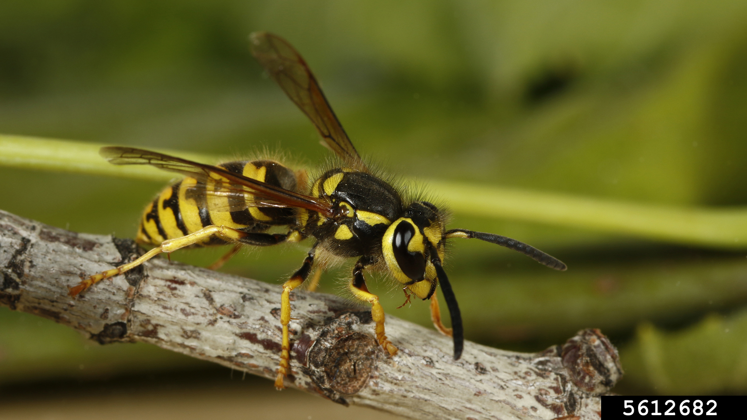 German yellowjacket, Vespula germanica (Hymenoptera Vespidae) 5612682