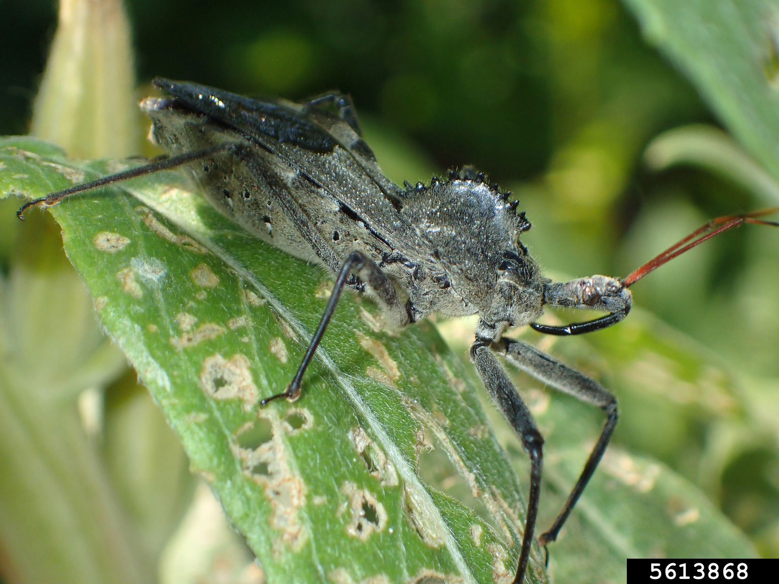wheel bug (Arilus cristatus)