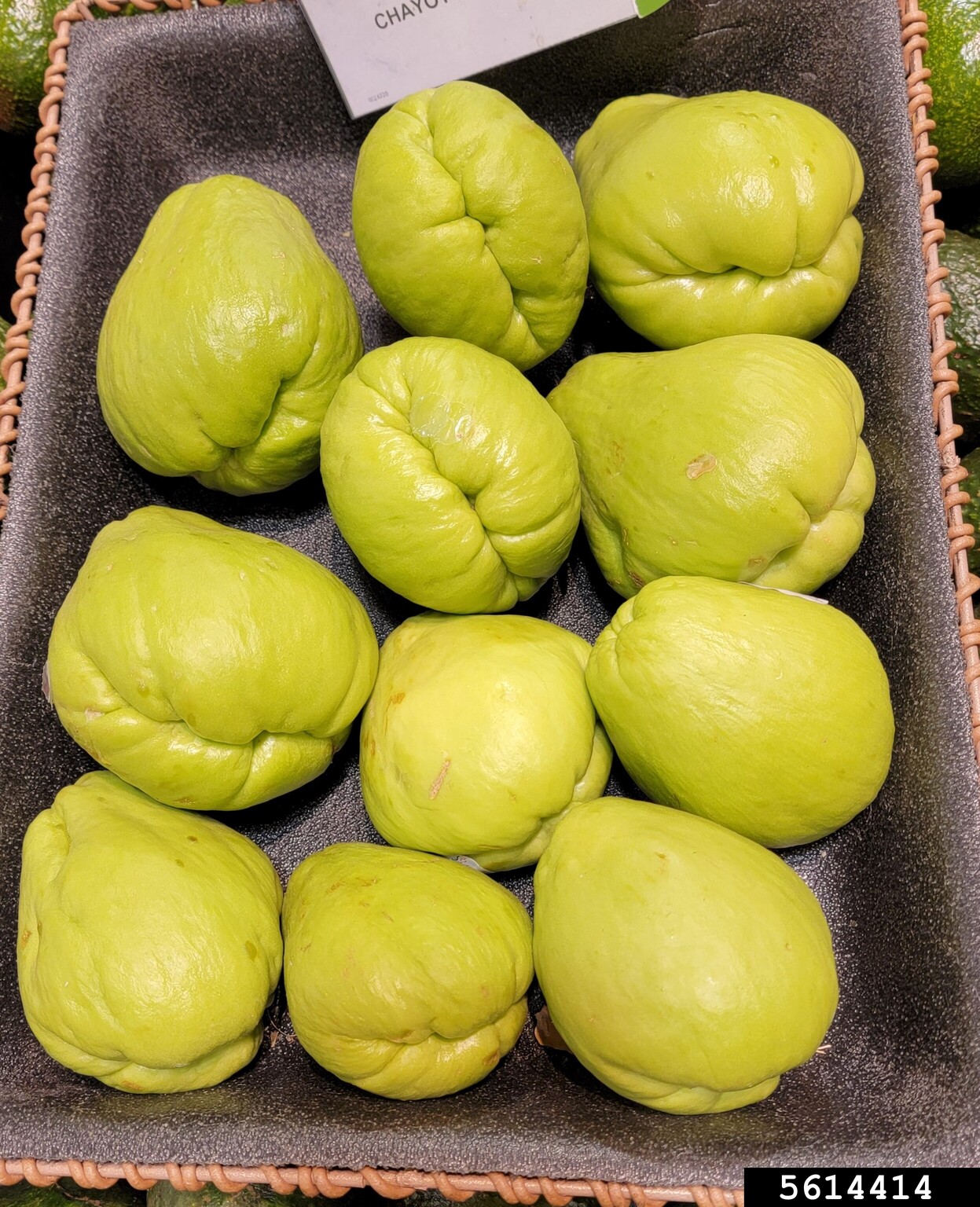 chayote (Sechium edule)