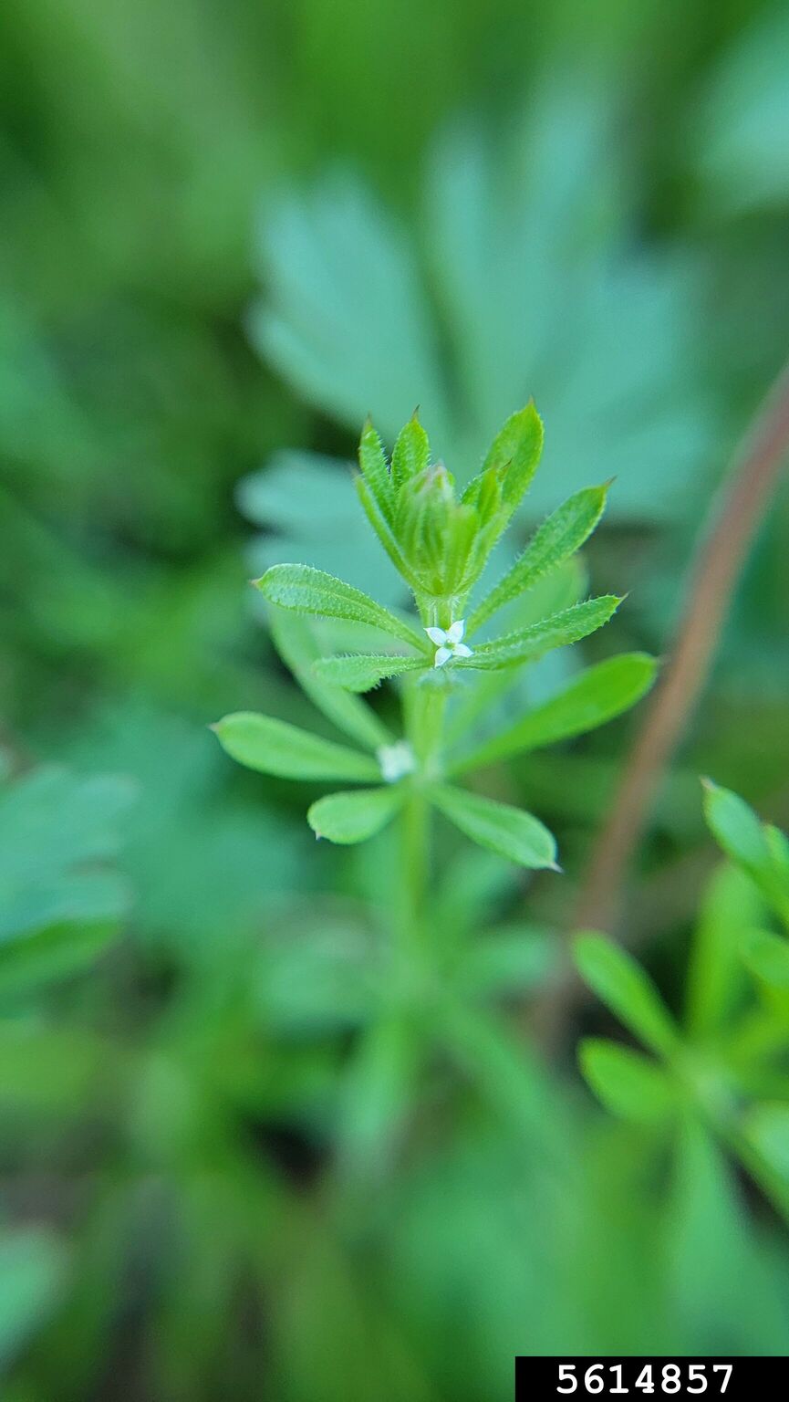 catchweed bedstraw (Galium aparine)
