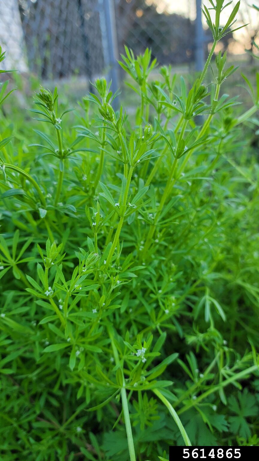 catchweed bedstraw (Galium aparine)