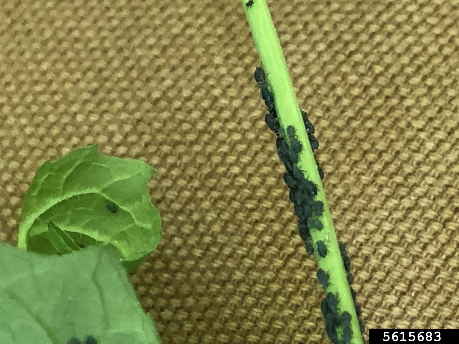 garlic mustard aphid (Lipaphis alliariae)