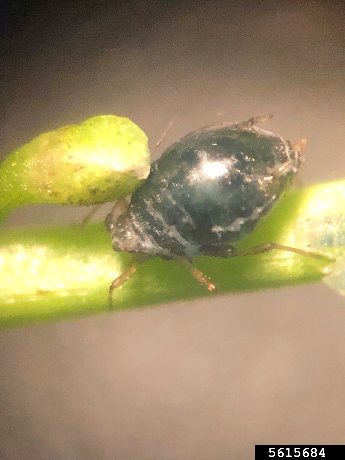 garlic mustard aphid (Lipaphis alliariae)