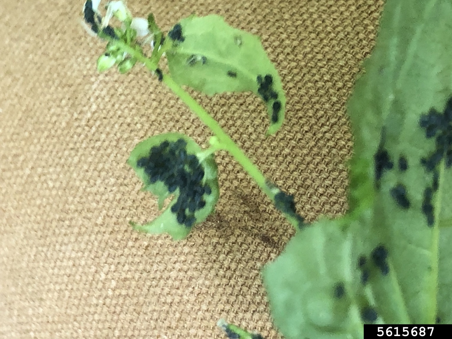 garlic mustard aphid (Lipaphis alliariae)