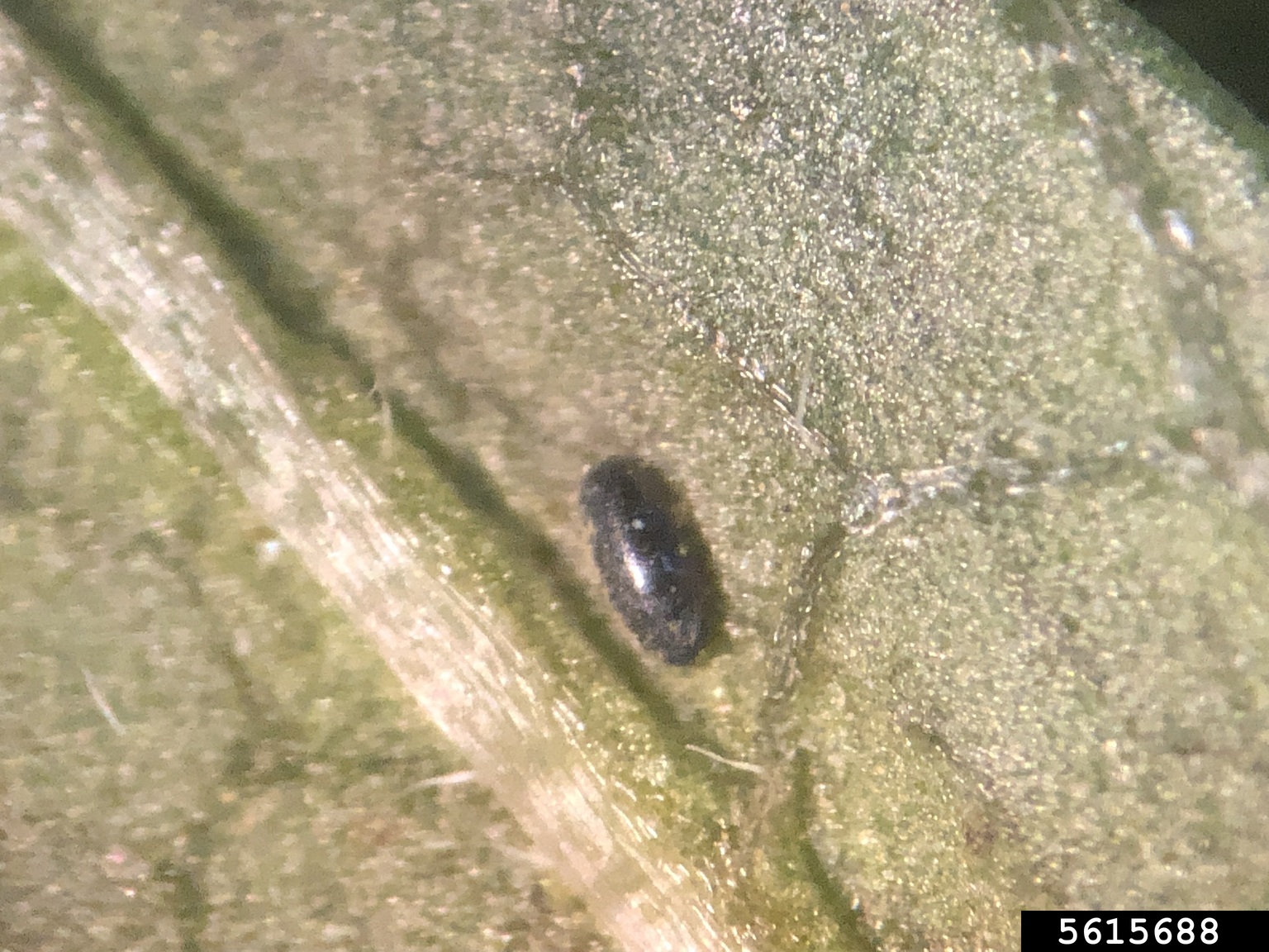 garlic mustard aphid (Lipaphis alliariae)